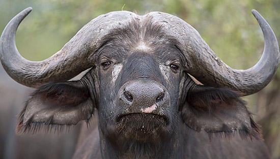 Buffalo head